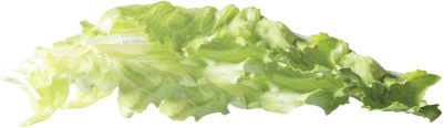 Lettuce